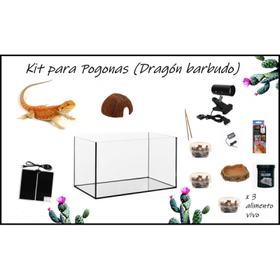 Kit completo para pogonas (Dragón barbudo) Kit completo para pogonas (Dragón barbudo)